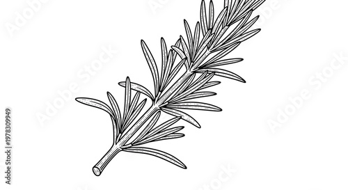 Hand drawn rosemary sprig, botanical illustration of aromatic herb