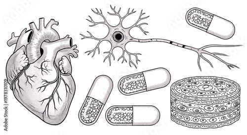 Set of human anatomy icons including a heart, a neuron cell, bone tissue structure, and medical capsules