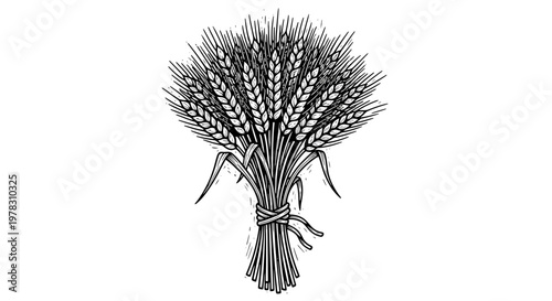 Hand drawn wheat sheaf, vector illustration of cereal crop, bundle of wheat ears, sketch style wheat bunch for bakery, farm, harvest, agriculture, bread, organic food