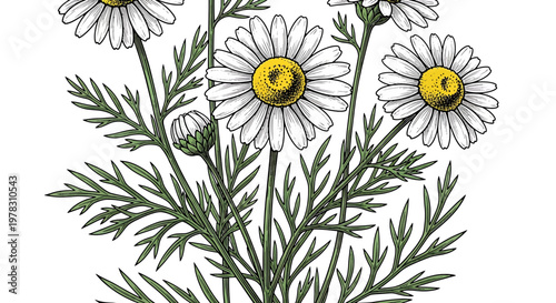 Hand drawn chamomile flowers, botanical illustration of medicinal plant