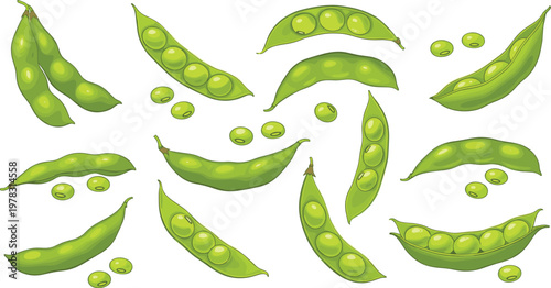 Fresh green pea pods vector set featuring open and closed peas with seeds in natural realistic style illustration isolated on clean background