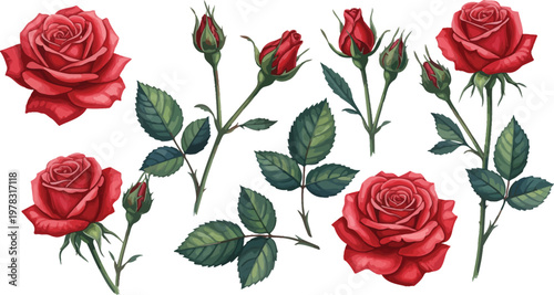 Four red roses with green leaves and buds on stems against a white background