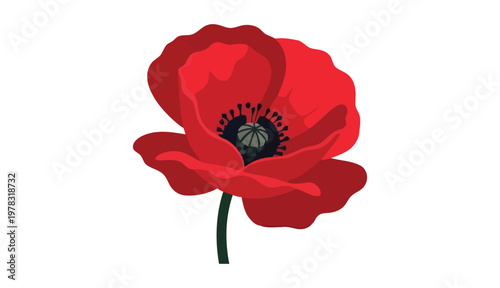 Red poppy flower isolated on white background symbol of remembrance day holiday