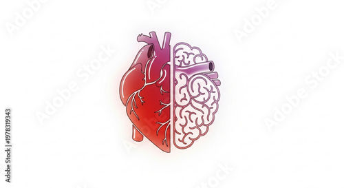 Conceptual illustration of human heart and brain halves joined together