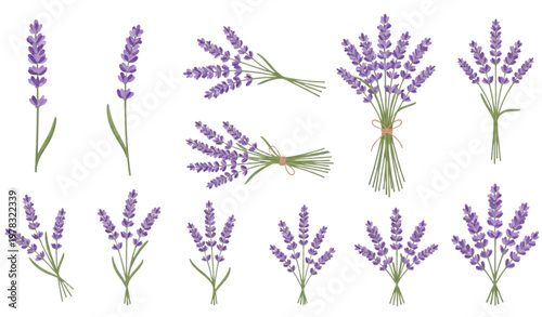 Lavender Flower Set with Stems and Bouquets Purple Botanical Collection for Aromatherapy, Herbal Design, Floral Elements Isolated on White Background
