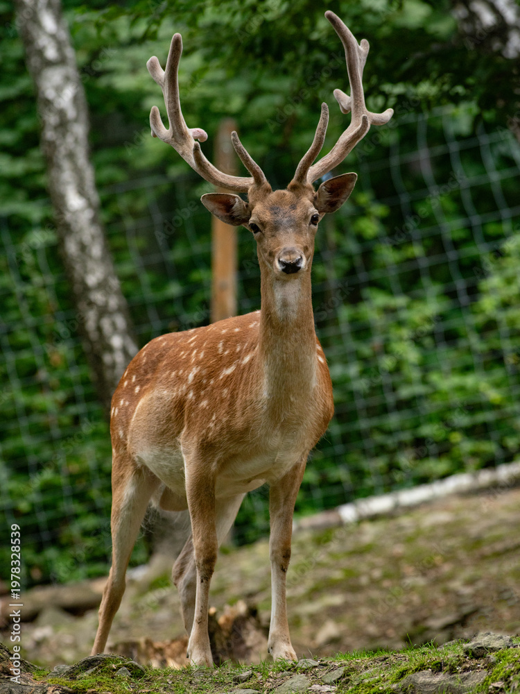 Obraz premium Majestic fallow deer buck with velvet antlers in forest setting.
