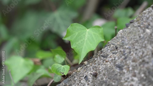 春の訪れ　春風に揺れる草