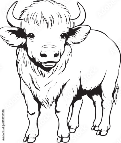 Adorable baby yak calf with fluffy fur and small horns, standing on grassy field.