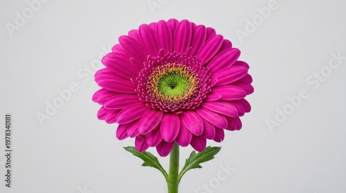 A bright magenta gerbera daisy isolated on a clean background, vivid petals around a green center, fresh botanical elegance and crisp studio light, ultra-realistic, no logos.