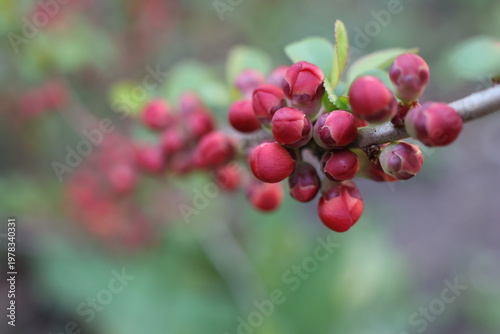 chaenomeles japonica