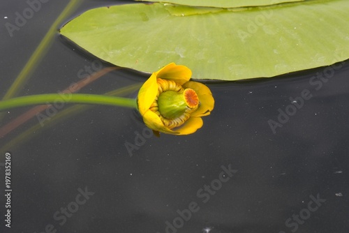 Bright Yellow Water Lily Flower Blooming on Green Lily Pads