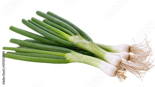 Quadro su tela Fresh green onions with roots and white bulbs, isolated on transparent backgroun