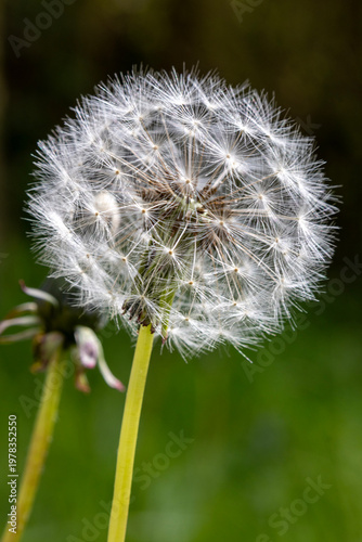 dandelion seeds on green background