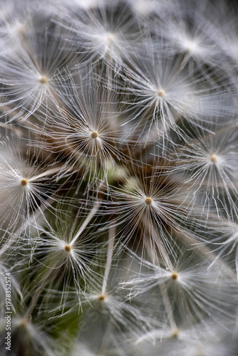 Macro photograph of dandelion seed head