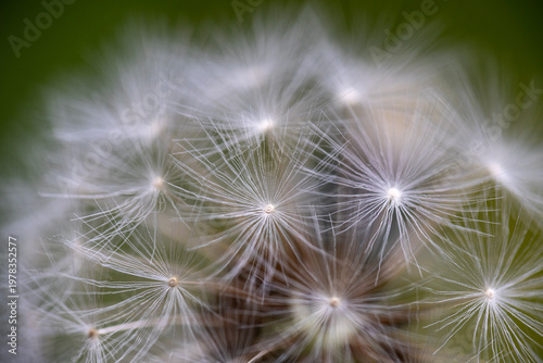 Macro Photograph of a Dandelion Flower with Seeds
