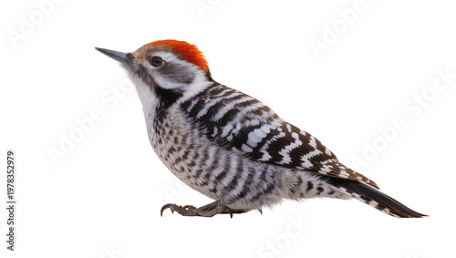 Tableau sur toile Small woodpecker with red crown and striped plumage, isolated on transparent bac
