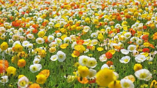 Vast Colorful Poppy Field Swaying in the Wind