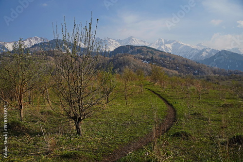 Spring flowering of trees in the valley at the foot of the mountains. Talgar gorge.