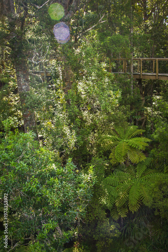 Elevated wooden walkway winds through dense native forest, surrounded by tall kauri trees and lush green ferns, offering visitors a scenic path through a vibrant natural woodland environment.
