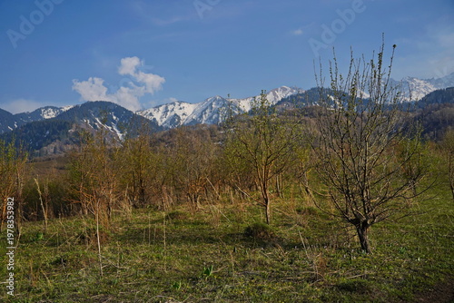 Spring flowering of trees in the valley at the foot of the mountains. Talgar gorge.