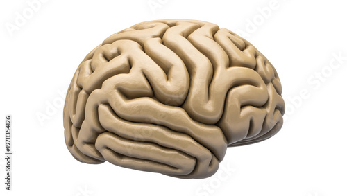 Detailed human brain with gyri and sulci, isolated on transparent background