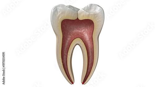 Cross section of a human molar tooth showing enamel dentin and pulp, isolated on transparent background