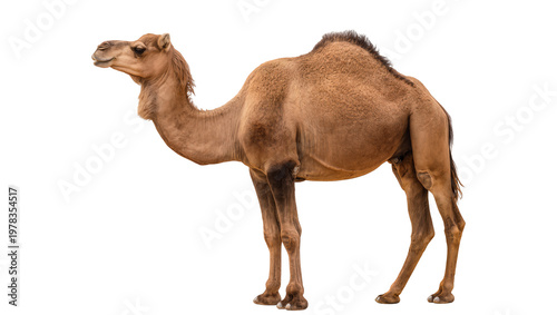 Photos Brown dromedary camel with one hump standing, isolated on transparent background