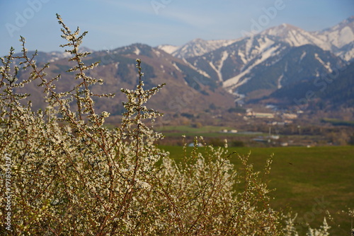 Spring flowering of trees in the valley at the foot of the mountains. Talgar gorge.