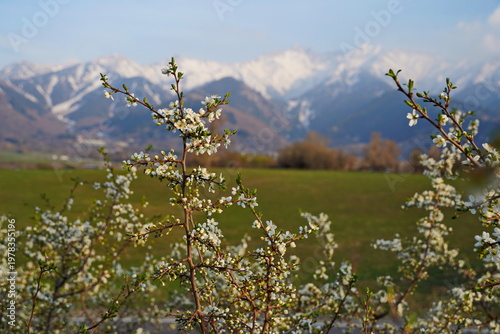 Spring flowering of trees in the valley at the foot of the mountains. Talgar gorge.