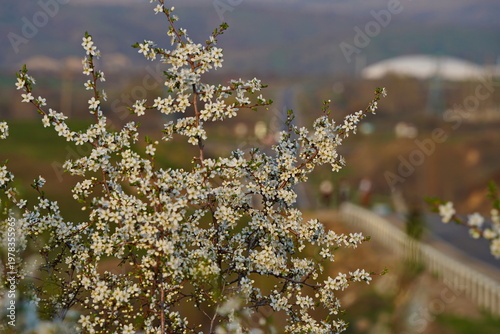 Spring flowering of trees in the valley at the foot of the mountains. Talgar gorge.