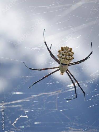 The interesting spider Argiope lobata is commonly known as the black-lobed garden orb-web spider.