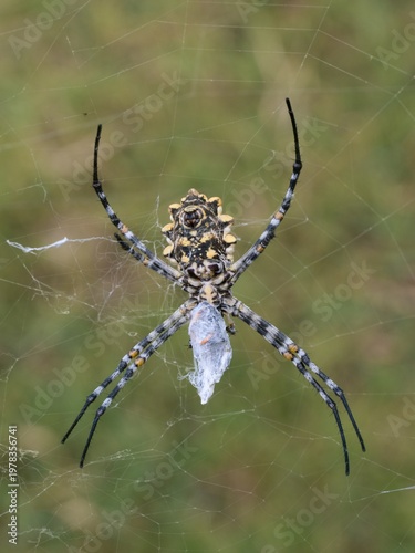 The interesting spider Argiope lobata is commonly known as the black-lobed garden orb-web spider.