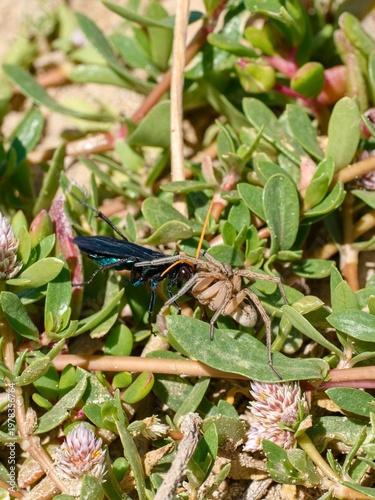 The dark spider-hunting wasp (Cyphononyx bretonii) drags a spider. It is known for its very painful sting.