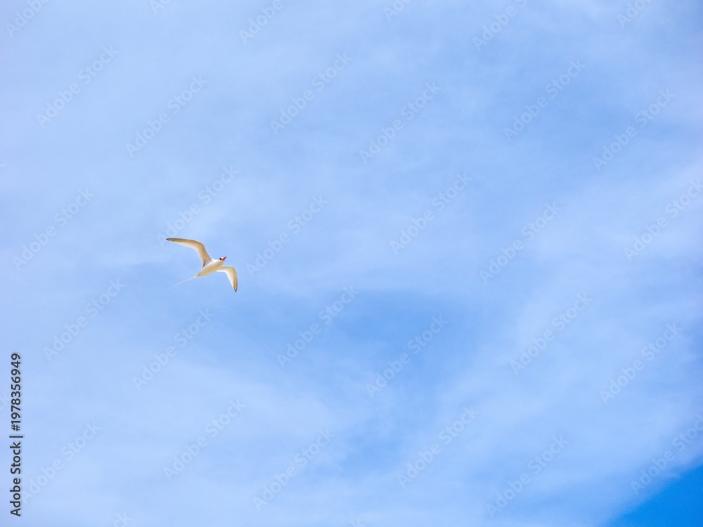 Fototapeta premium The red-billed tropicbird (Phaethon aethereus) in flight. Blue sky. Cape Verde.
