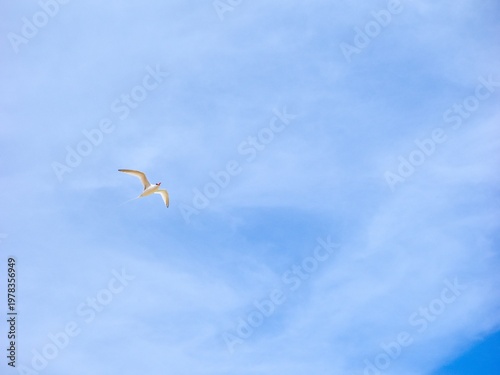 The red-billed tropicbird (Phaethon aethereus) in flight. Blue sky. Cape Verde.