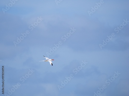 The red-billed tropicbird (Phaethon aethereus) in flight. Blue sky. Cape Verde.