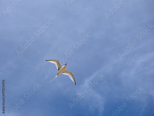 The red-billed tropicbird (Phaethon aethereus) in flight. Blue sky. Cape Verde.
