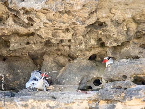 The red-billed tropicbird (Phaethon aethereus). Two birds in a rock shelter. Boa Vista Island, Cape Verde.