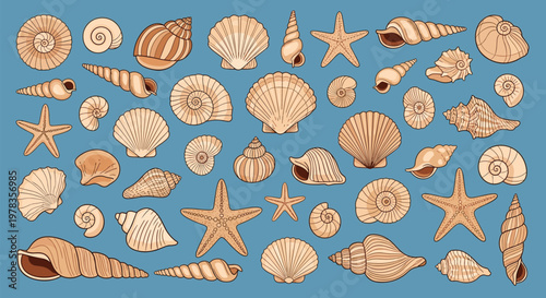 A large collection of detailed hand-drawn seashells and starfish in a vintage engraving style on a blue background.
