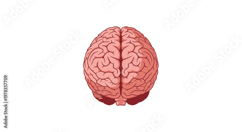Human Brain Anatomy Top View - Medical and Science Concept