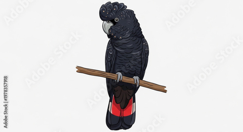black raven on white background