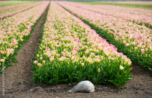 Wallpaper Mural Field with colorful flowers in bright sunlight in springtime, Almere, Flevoland, The Netherlands, April 8, 2026 Torontodigital.ca