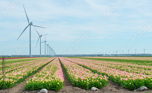 Wallpaper Mural Field with colorful flowers in bright sunlight in springtime, Almere, Flevoland, The Netherlands, April 8, 2026 Torontodigital.ca