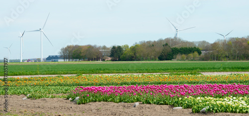 Wallpaper Mural Field with colorful flowers in bright sunlight in springtime, Almere, Flevoland, The Netherlands, April 8, 2026 Torontodigital.ca