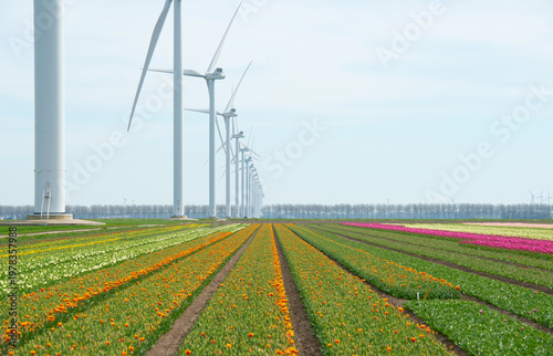 Wallpaper Mural Field with colorful flowers in bright sunlight in springtime, Almere, Flevoland, The Netherlands, April 8, 2026 Torontodigital.ca