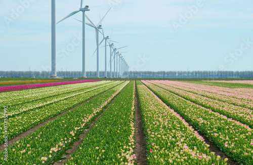 Wallpaper Mural Field with colorful flowers in bright sunlight in springtime, Almere, Flevoland, The Netherlands, April 8, 2026 Torontodigital.ca