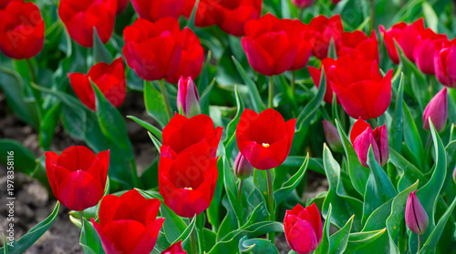 Wallpaper Mural Field with colorful flowers in bright sunlight in springtime, Almere, Flevoland, The Netherlands, April 8, 2026 Torontodigital.ca