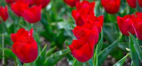 Wallpaper Mural Field with colorful flowers in bright sunlight in springtime, Almere, Flevoland, The Netherlands, April 8, 2026 Torontodigital.ca