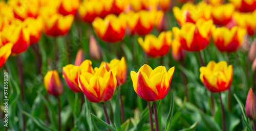 Wallpaper Mural Field with colorful flowers in bright sunlight in springtime, Almere, Flevoland, The Netherlands, April 8, 2026 Torontodigital.ca