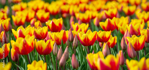 Wallpaper Mural Field with colorful flowers in bright sunlight in springtime, Almere, Flevoland, The Netherlands, April 8, 2026 Torontodigital.ca